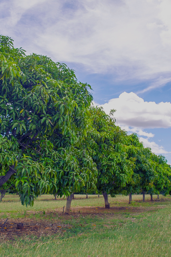 Agro & Food Products 